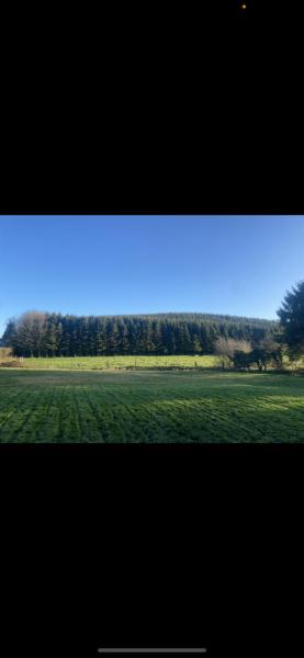 Evergreen view
